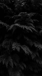 Here you can find the best and most magnificent catalog of black iphone wallpapers which you can easily download & use as a background for your apple iphone. Black Plants Wallpaper Lockscreen Wallpaper Iphone Hitam Wallpaper Gelap Fotografi Abstrak