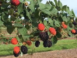 When visiting the first time, we got out of our car and met the owners, jason and. Petals From The Past Pickyourown Farm