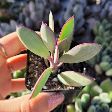 Image result for Senecio propior