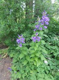 A rosette of green, oblong leaves, each approximately 6 inches (15.24 cm) long, surrounds the stem at the base. Campanula Latifolia Gartenschirme Taglilien Pflanzen