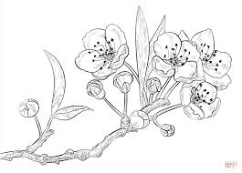 Have new images for apple blossom shopkin coloring page best coloring pages apple blossoms katesgrove? Apple Blossom Coloring Page Coloring Home
