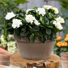 Check spelling or type a new query. 17 Types Of Jasmine Flowers Jasmine Plant Varieties