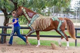 trab skelett copyright www horsesinsideout com reitunterricht reiten pferde