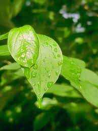 قطرات الندى هى كرات صغيرة من الماء الصافى تظهر على سطح الأرض وعلى ماعليها من أجسام كالمعادن والصخور والأشجار وأوراق النباتات. Ù‚Ø·Ø±Ø§Øª Ø§Ù„Ù†Ø¯Ù‰ ØµÙˆØ± Ø§Ù„Ø®Ù„ÙÙŠØ© 8 Ø§Ù„Ø®Ù„ÙÙŠØ© Ø§Ù„Ù…ØªØ¬Ù‡Ø§Øª ÙˆÙ…Ù„ÙØ§Øª Ø¨Ø³Ø¯ Ù„Ù„ØªØ­Ù…ÙŠÙ„ Ù…Ø¬Ø§Ù†Ø§ Pngtree