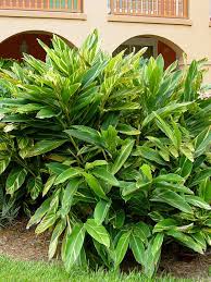 Check spelling or type a new query. Xl Variegated Shell Ginger Plant Alpinia Z Variegata Urban Tropicals