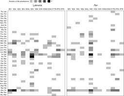 Spoiler for kri sultan iskandar muda: Mitochondrial Genomic Divergence In Coelacanths Latimeria Slow Rate Of Evolution Or Recent Speciation Springerlink