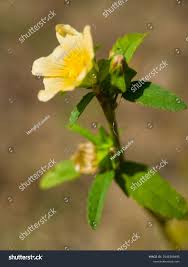 Image result for Waltheria