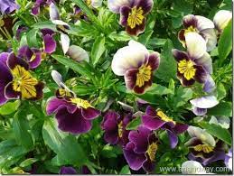 Ten Things You Won T Miss Out If You Attend Pansy Flower Essay In Hindi Pansy Flower Essay Pansies Flowers Pansies Flowers