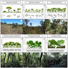There are 14 formations available in pes 2021. We Changes In The Cerrado Vegetation Structure Insights From More Than Three Decades Of Ecological Succession