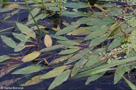 Image result for Potamogeton nodosus