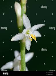 Image result for Chlorophytum sparsiflorum