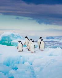 Totem Made On Instagram These Penguin Are Cooler Than You These Are Adelie Penguins They Ar Antarctic Circle Antarctica Travel Adventure Travel Wanderlust