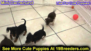 Look at pictures of dachshund puppies in new york who need a home. Miniature Wire Haired Dachshund Puppies For Sale Oklahoma 07 2021