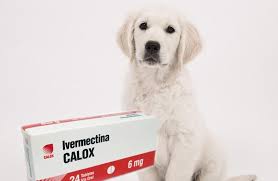 In view of the fact that different pet owners may opt for different types of flea treatment products, depending on various factors, like the. What Is Ivermectin For Dogs Dosage And Side Effects