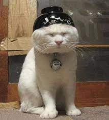 Bowlhead List View Funny Cat Photos Asian Cat Funny Animal Pictures