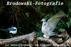 Ringeltaube Steckbrief Brutzeit Nahrung Feinde Vogel Bilder Referat