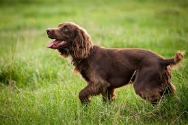 Their keen sense of smell and high endurance make them excellent hunting dogs. Boykin Spaniel Full Profile History And Care
