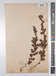 Image result for Searsia dentata