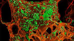 These are the latest commercial releases of corona renderer. Explainer What Is A Coronavirus Science News For Students