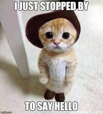 Cats Hello Memes Gifs Imgflip