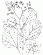 Image result for Cordia goetzei