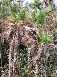 Image result for Acoelorrhaphe