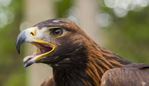Maybe you would like to learn more about one of these? Golden Eagles Are Soaring Locally Dng Online Limited
