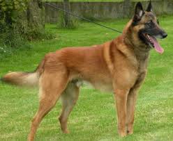 Belçika malinois kurdu köpeği sahiplendim. Kopek Egitimi Belcika Kurdu