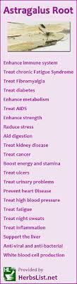 Astragalus Benefits And Side Effects Herbs List Astragalus Benefits Herbs For Health Herbalism