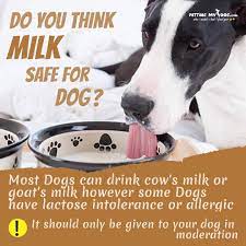 Can Dog Drink Milk Drink Milk Dog Food Recipes Dogs