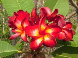 Pin On Frangipani
