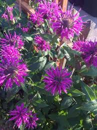 Bee Balm Monarda This Plant Appears To Be A Variety Of Bee Balm A Great Perennial For Sun To Part Shade The Stems Of Bee Balm Perennials Bee Balm Plants