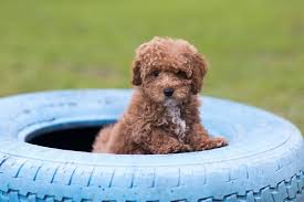 When a toy poodle and a bichon frise are crossbred, they produce a poochon. Bichon Poodle The Perfect Teddy Bear Mix Perfect Dog Breeds