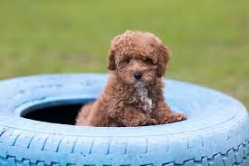 Minimum of 4 dogs earning titles. Bichon Poodle The Perfect Teddy Bear Mix Perfect Dog Breeds