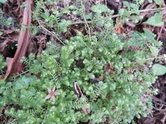 Image result for Selaginella kalbreyeri