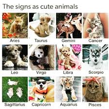 Imma Kitty Zodiac Signs Animals Zodiac Signs Astrology Zodiac Signs