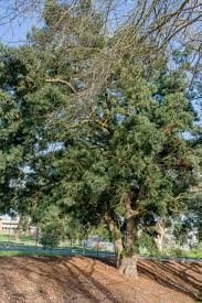 Image result for Podocarpus latifolius