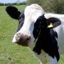 60 litre süt veren inekler holstein mı? Inek Turkishinek Twitter