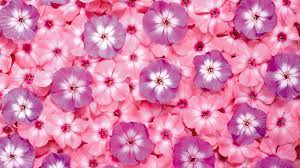 Download and use 100000+ pink flower stock photos for free. Wallpapers Pink Flower Wallpaper Cave