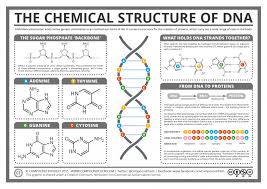 Understanding nucleic acids permit us to deal with disease and combat illness. Topic 7 1 Dna Structure And Replication Amazing World Of Science With Mr Green