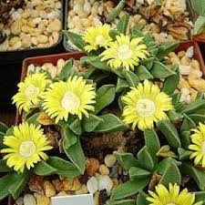 Image result for Nananthus aloides