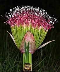 Image result for Boophone disticha