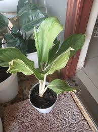 Image result for Nesaea sarcophylla