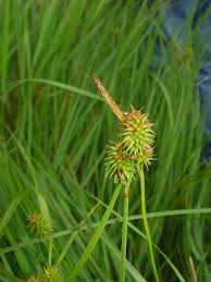 Image result for Carex leptosaccus