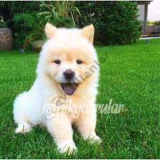 irk garantili chow chow cin aslani yavrulari asi karne pasaport tam chow chow kopek hayvan