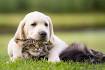 Do Labradors Get Along With Cats? - Pets