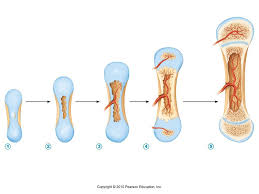 Locate the periosteum on the outside of the color and label a long bone. Endochondral Ossification In A Long Bone Diagram Quizlet