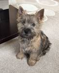 Cairn Terrier Puppies for Sale in Virginia - DogsNow