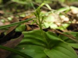 Image result for Malaxis schliebenii