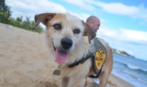 All types dogs cats rabbits and small animals. Field Trips For Shelter Dogs Kaua I Humane Society